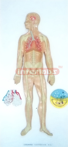 HUMAN RESPIRATORY CIRCULATION SYSTEM, WOODEN PLATE HANGING (B TYPE)